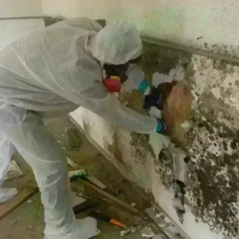 Mold Remediation and Removal in Naples, NY